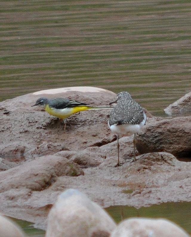 grey wagtail and sandpiper